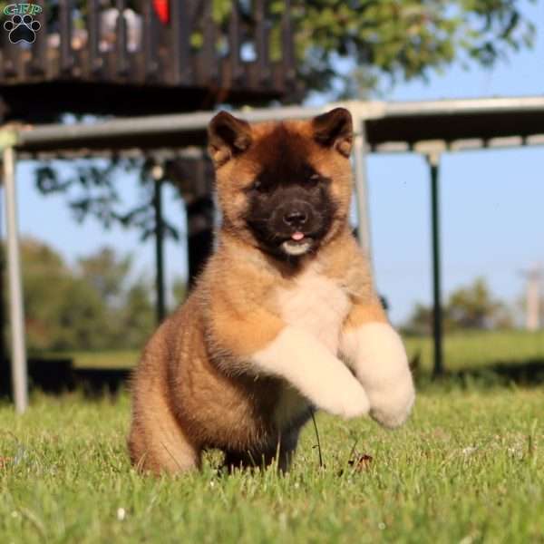 Trixie, Akita Puppy