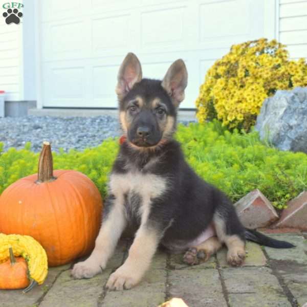 Trooper, German Shepherd Puppy