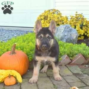 Trooper, German Shepherd Puppy