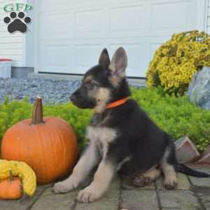 Trooper, German Shepherd Puppy
