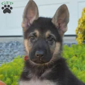 Trooper, German Shepherd Puppy
