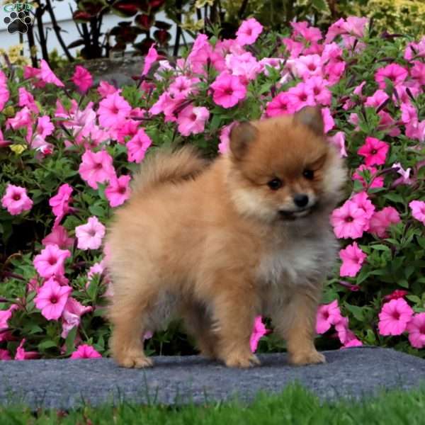Trooper, Pomeranian Puppy