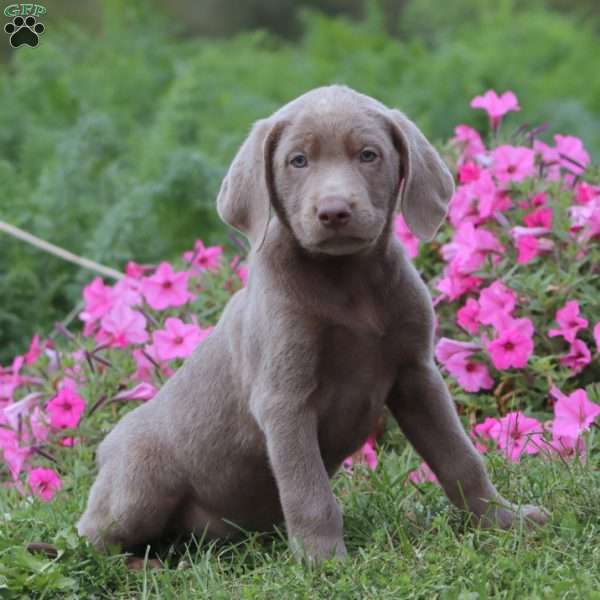 Trooper, Silver Labrador Retriever Puppy