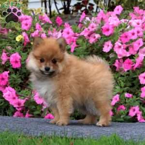 Trooper, Pomeranian Puppy