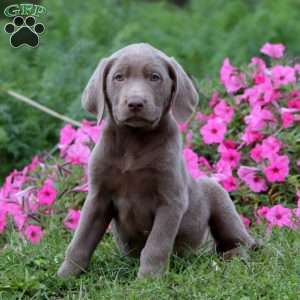 Trooper, Silver Labrador Retriever Puppy