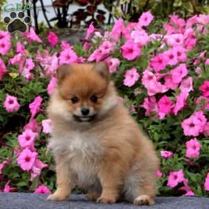 Trooper, Pomeranian Puppy