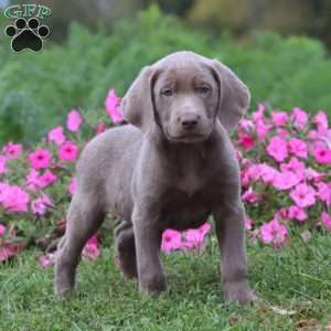 Trooper, Silver Labrador Retriever Puppy
