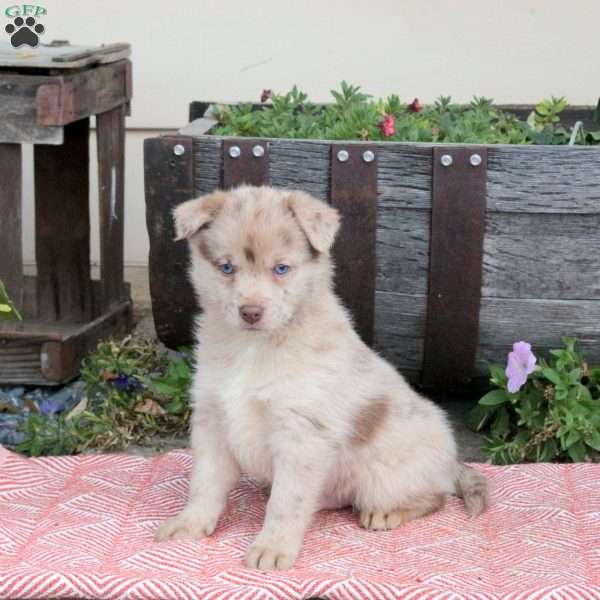 Trophy, Pomsky Puppy