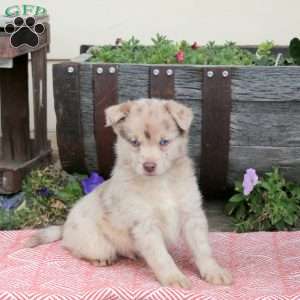 Trophy, Pomsky Puppy