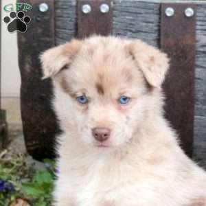 Trophy, Pomsky Puppy