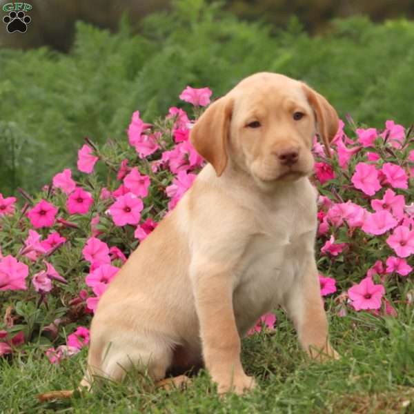 Troy, Yellow Labrador Retriever Puppy