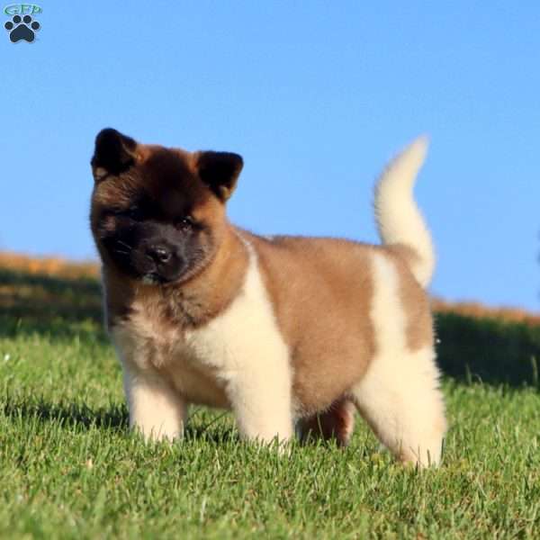 Truly, Akita Puppy