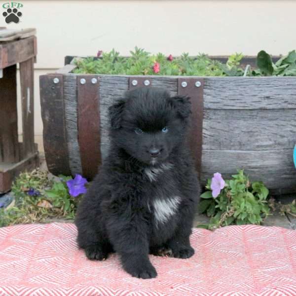 Trumpet, Pomsky Puppy
