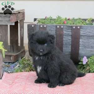 Trumpet, Pomsky Puppy