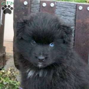 Trumpet, Pomsky Puppy