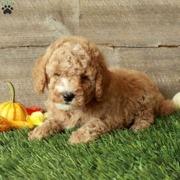 Tucker-Moyen, Standard Poodle Puppy