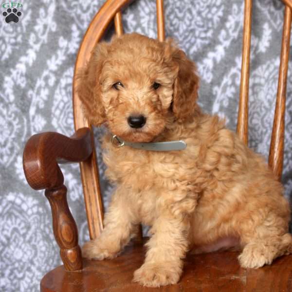Tucker, Mini Goldendoodle Puppy