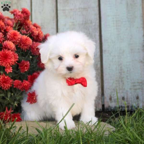 Tucker, Maltichon Puppy