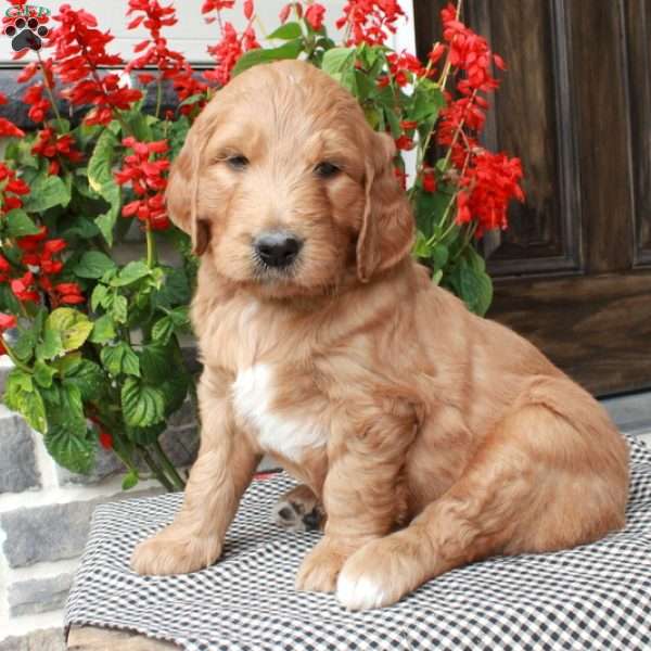 Tucker, Goldendoodle Puppy