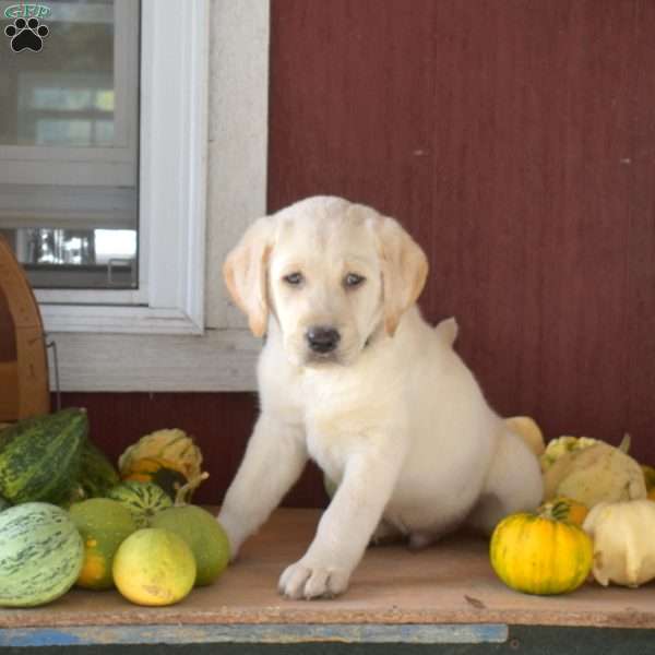 Tucker, Yellow Labrador Retriever Puppy