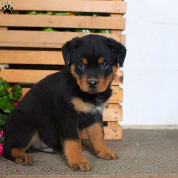 Tucker, Rottweiler Puppy