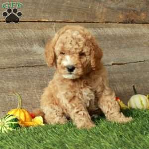 Tucker-Moyen, Standard Poodle Puppy
