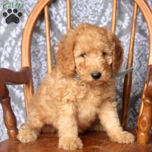 Tucker, Mini Goldendoodle Puppy