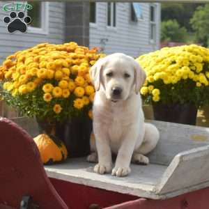 Tucker, Yellow Labrador Retriever Puppy