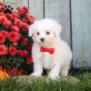 Tucker, Maltichon Puppy