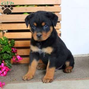Tucker, Rottweiler Puppy