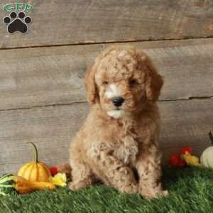 Tucker-Moyen, Standard Poodle Puppy