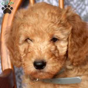 Tucker, Mini Goldendoodle Puppy