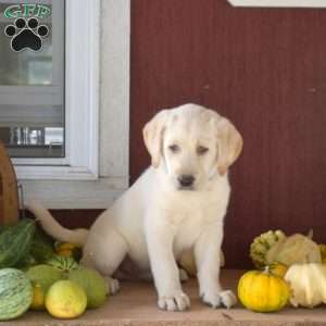 Tucker, Yellow Labrador Retriever Puppy
