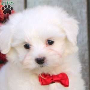 Tucker, Maltichon Puppy