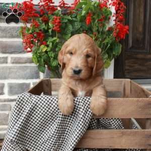Tucker, Goldendoodle Puppy
