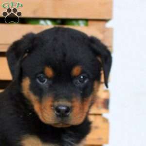 Tucker, Rottweiler Puppy