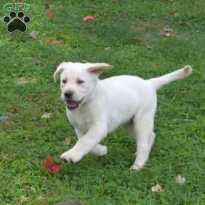 Tucker, Yellow Labrador Retriever Puppy