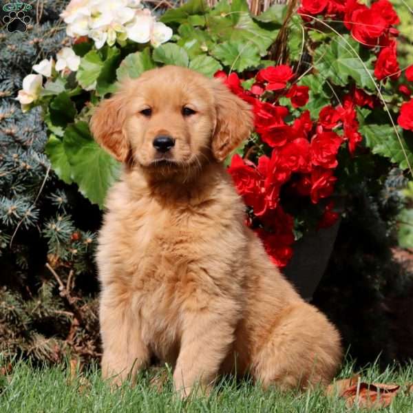 Tucker, Golden Retriever Puppy