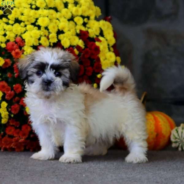 Tucker, Teddy Bear Puppy