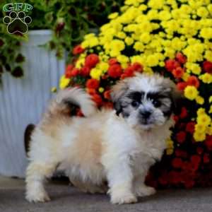 Tucker, Teddy Bear Puppy