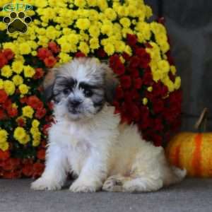 Tucker, Teddy Bear Puppy