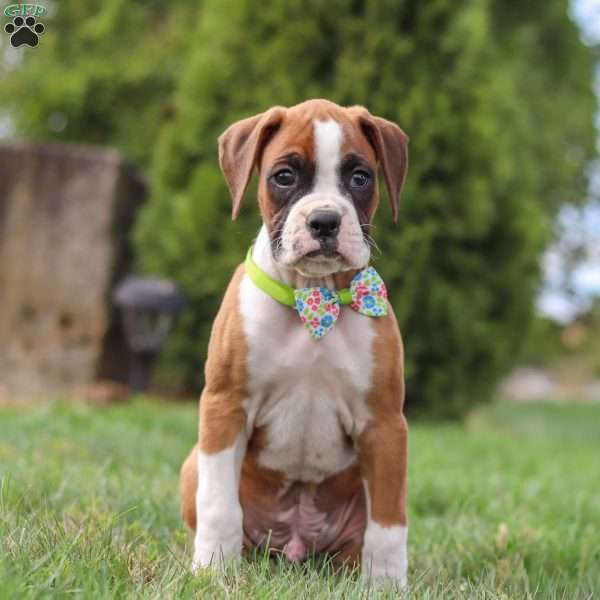 Tucker, Boxer Puppy
