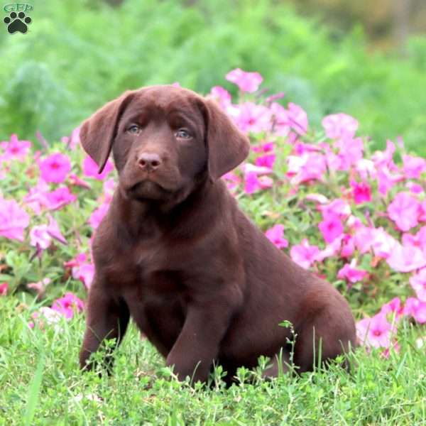 Tuffy, Chocolate Labrador Retriever Puppy
