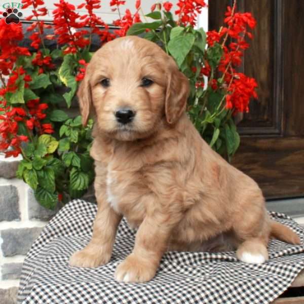 Tumbles, Goldendoodle Puppy