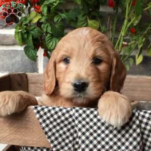 Tumbles, Goldendoodle Puppy