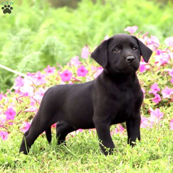Turbo, Black Labrador Retriever Puppy
