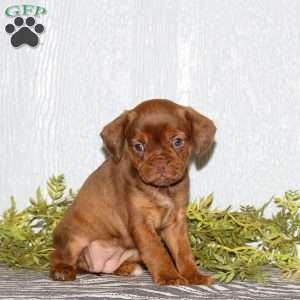 Twix, Boston Terrier Mix Puppy