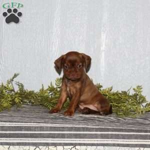 Twix, Boston Terrier Mix Puppy