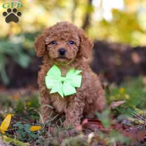 Tyler, Cavapoo Puppy