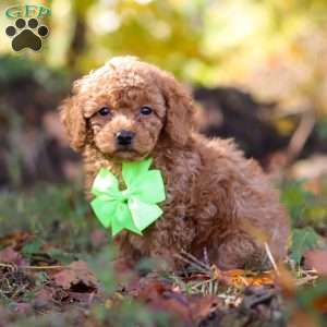 Tyler, Cavapoo Puppy